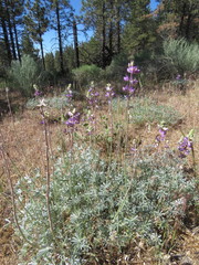 Lupinus excubitus