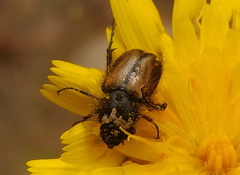 Chasmatopterus villosulus