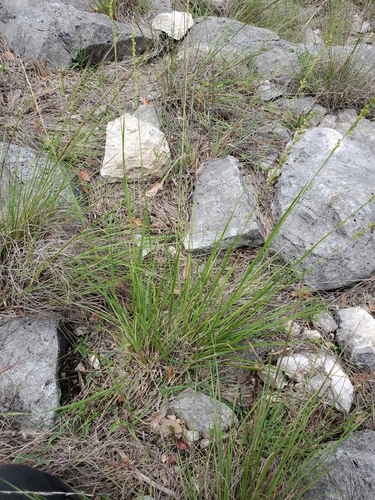 Image of Setaria reverchonii by (c) Jo Roberts, some rights reserved (CC BY)
