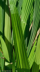 Eleutherine bulbosa
