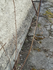 Rubus idaeus