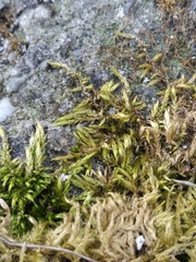 Brachythecium rutabulum