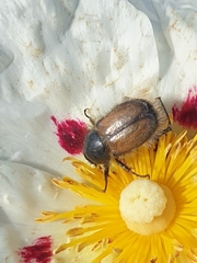 Chasmatopterus