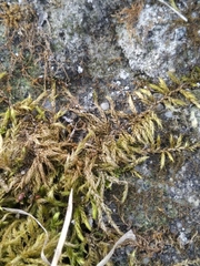 Brachythecium rutabulum