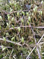 Plagiomnium cuspidatum