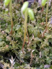 Plagiomnium cuspidatum