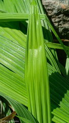 Eleutherine bulbosa