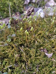 Plagiomnium cuspidatum