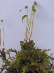 Plagiomnium cuspidatum