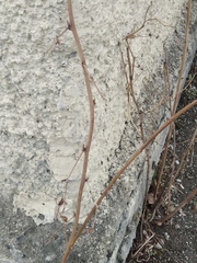 Rubus idaeus