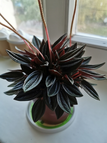 Peperomia caperata