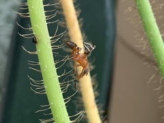 Tritoxa