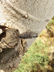 Chrysobothris octocola