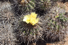 Copiapoa coquimbana