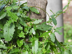 Muehlenbeckia sagittifolia