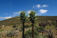 Puya alpestris