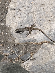 Aspidoscelis tesselatus