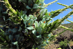 Puya alpestris