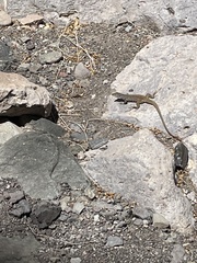 Aspidoscelis tesselatus