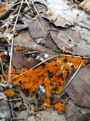 Byssonectria terrestris