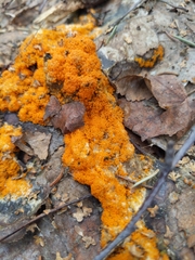 Byssonectria terrestris