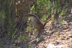 Scelorchilus albicollis