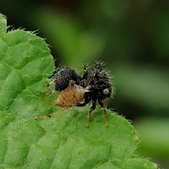 Cyphonia clavigera