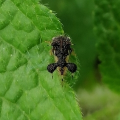 Cyphonia clavigera