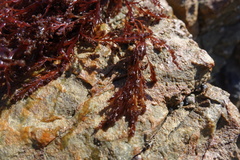 Odonthalia