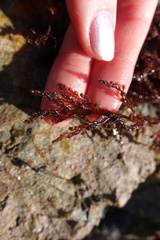 Odonthalia