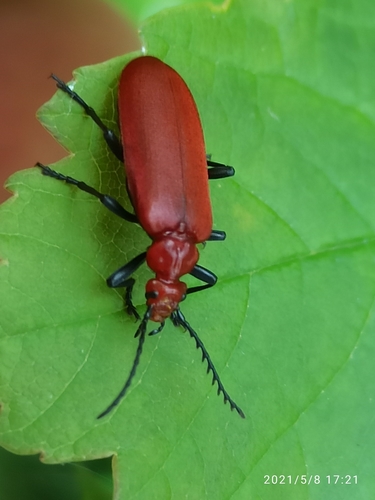 Pyrochroa serraticornis