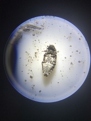 Dermestes frischii