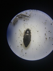 Dermestes frischii