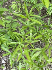 Dryocosmus quercuslaurifoliae