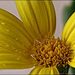Chrysanthemoides monilifera - Photo (c) Grahame, algunos derechos reservados (CC BY-NC-ND), subido por Grahame