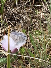 Icaricia icarioides fenderi
