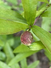 Dryocosmus quercuslaurifoliae