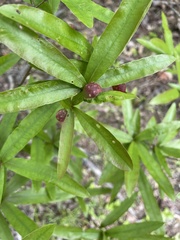 Dryocosmus quercuslaurifoliae