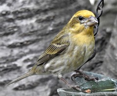 Haemorhous purpureus californicus