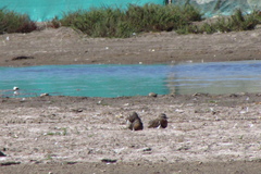 Charadrius modestus