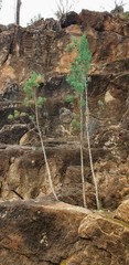 Callitris glaucophylla