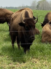 Bison