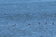 Podiceps occipitalis