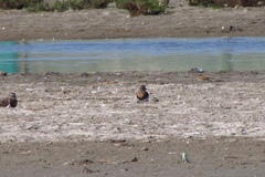 Charadrius modestus