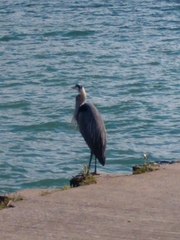 Ardea herodias