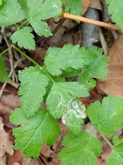 Phytomyza spondylii group