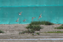 Charadrius modestus