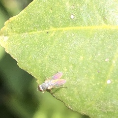 Muscidae