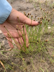 Eleocharis montevidensis