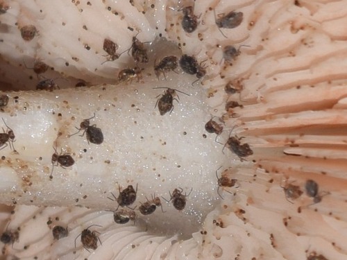 Symphypleona